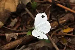 Leptosia alcesta