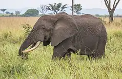An African elephant