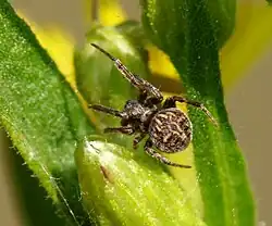 A. redii from Tuscany, Italy