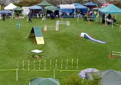 Agility field right side: The right side of the same agility field showing (clockwise from foreground) the weave poles, the pause table, the A-frame, two winged jumps, the collapsed tunnel (or chute), and a wingless jump. Numbered orange plastic cones next to obstacles indicate the order in which the dog must perform them.