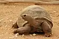 Aldabra giant tortoise