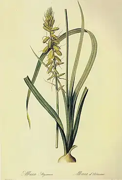 illustration of "Albuca abyssinica"