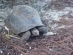 Aldabra tortoise