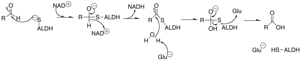 Mechanism of Aldehyde Dehydrogenase
