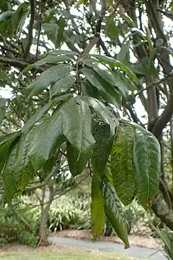 Alectryon excelsus subsp. grandis leaves