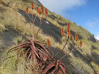 Aloe cameronii
