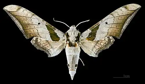 Ambulyx japonica angustifasciata dorsal view