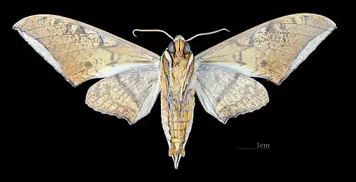 Male ventral view (coll. MHNT)
