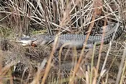 Eating a redhead duck
