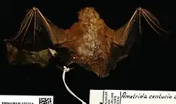 Brown bat