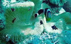 A. chrysogaster (Mauritian anemonefish) with juvenile Dascyllus trimaculatus