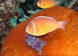 A. perideraion (pink skunk clownfish) showing the distinctive pink body & continuous stripe