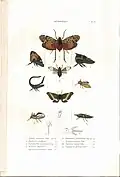 Plate 9 from: C.J.-B. Amyot and J. G. Audinet-Serville (1843). Histoire naturelle des insectes. Hémiptères. Paris, Librairie encyclopédique de Roret.