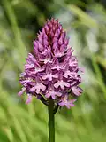 Pyramidal orchid.