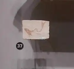 Fossil specimen of Anaethalion knorri from the Solnhofen limestone