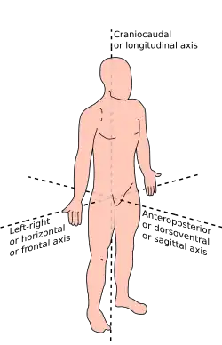 Anatomical terms of location