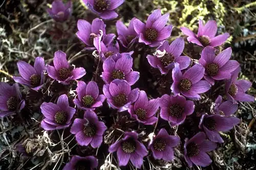 Anemone drummondii