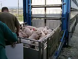 Image 46Pigs being loaded into their transport (from Livestock)