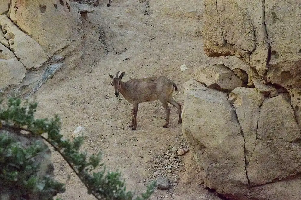Arabian tahr, which is naturally found in Jebel Hafeet and Al Hajar Mountains[23][24][25]