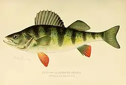 Barred perch