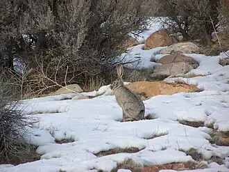 Jack rabbit in Antelope Island State Park