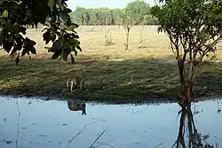 Agile wallaby in grassland at Kakadu National Park