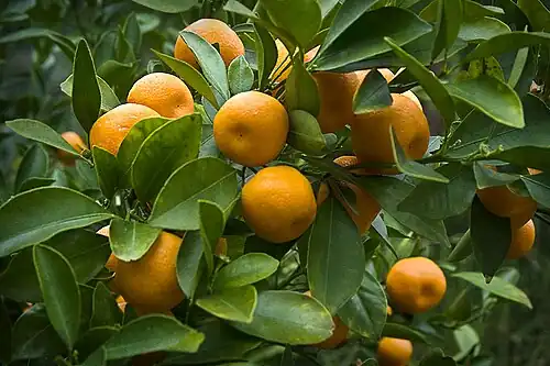 Oranges on a tree