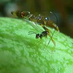 Ovipositor protruding from tip of ovipositor sheath