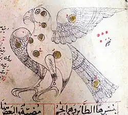 Aquila. Ibn al-Ṣūfī, p. 31