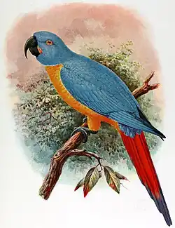 Illustration of a light blue, orange, and red parrot perched on a branch