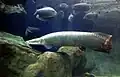 Pirarucu, (Arapaima gigas) is the largest fresh-water fish in the world.