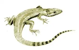 Archaeothyris is the oldest known synapsid, and is found in rocks from Nova Scotia.