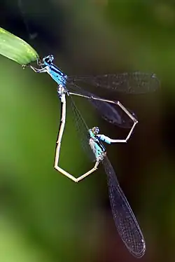 Archibasis oscillans mating pair