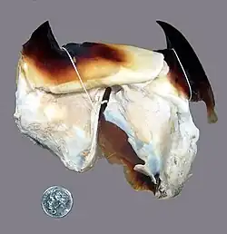 #34 (?/12/1874), Beak of the Fortune Bay specimen (preserved in 70% alcohol) as it appeared in 2007. Deposited at the Peabody Museum of Natural History.