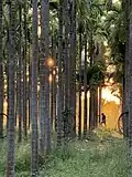 Arecanut plantation near Harapanahalli, Karnataka