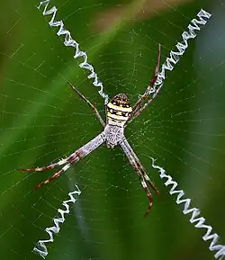 Argiope aetherea with cross shaped web decoration