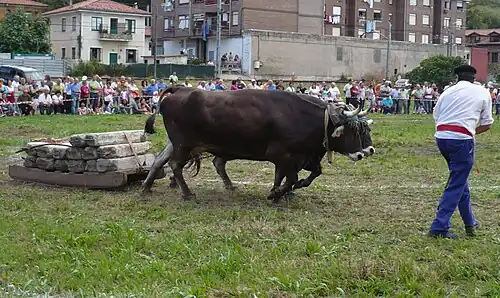 Arrastre de piedra contest in Puente San Miguel