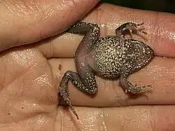 Ventral view of a frog on a palm