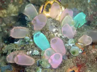 Tunicates, like these fluorescent-colored sea squirts, may provide clues to vertebrate and therefore human ancestry.[299]
