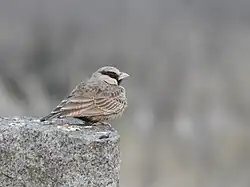 Male from Bhadravathi , Karnataka