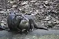 Asian small-clawed otter (Aonyx cinereus) in Zooparc de Trégomeur, 2025