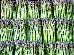 Cultivated asparagus bundles