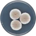 Aspergillus puniceus growing on CYA plate