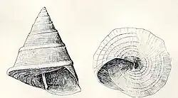 Original drawing with two views of a shell of Callistele calliston