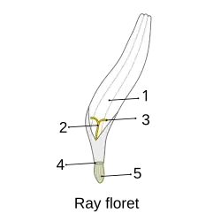 refer to caption and text