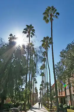 A pedestrian mall on a college campus. Tall, skinny Mexican fan palms line the mall, far surpassing the height of a three-story building visible on one side.