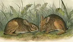 An illustration of two rabbits in grass
