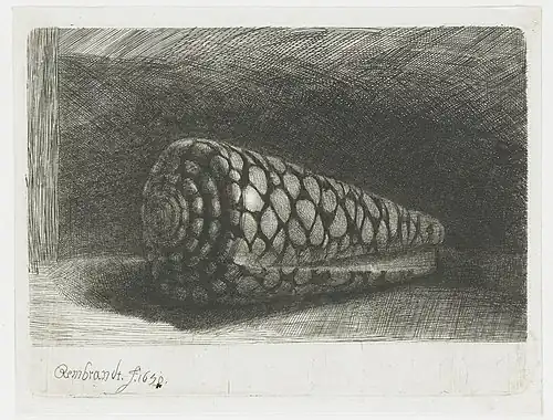 "De schelp" ("The shell"), etching by Rembrandt