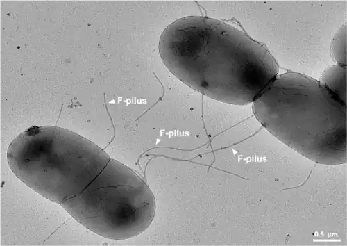 Black and white image of F-pili bacteria