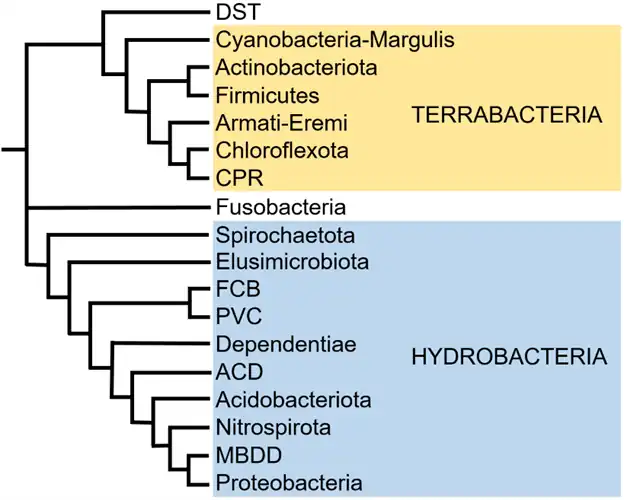 A phylogeny of bacterial phyla and superphyla according to Coleman et al. (2021). Pseudomonadati was referred to as "Gracilicutes" in that study.